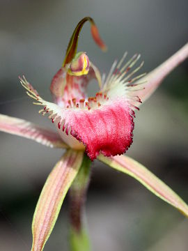 Caladenia ferruginea