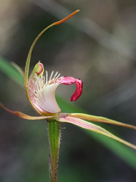 Caladenia ferruginea