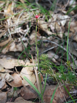 Caladenia ferruginea