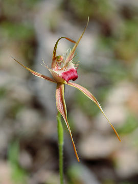 Caladenia ferruginea