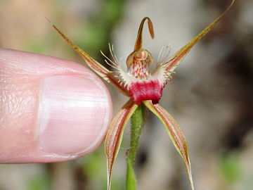 Caladenia ferruginea