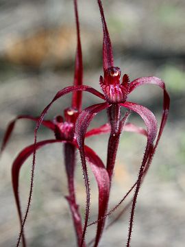 Caladenia filifera