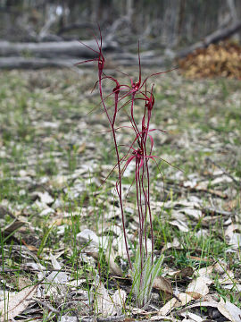 Caladenia filifera