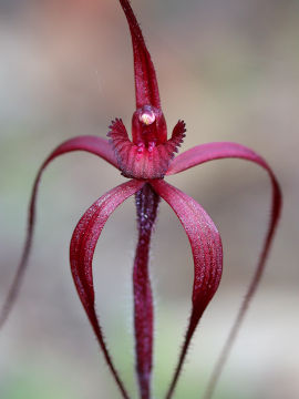 Caladenia filifera