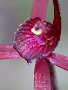 Caladenia filifera