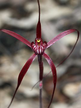 Caladenia filifera