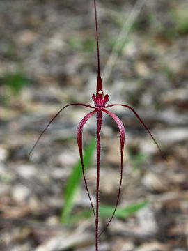 Caladenia filifera