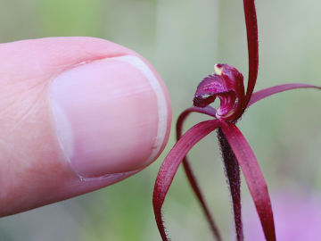 Caladenia filifera