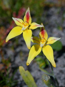 Caladenia flava Caladenia flava