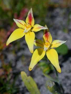 Caladenia flava