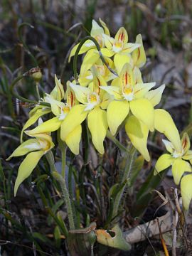 Caladenia flava