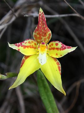 Caladenia flava