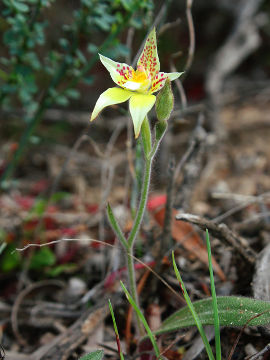 Caladenia flava