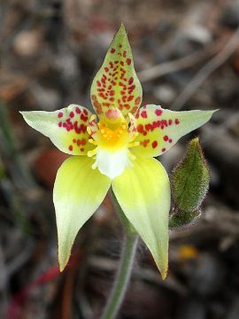 Caladenia flava