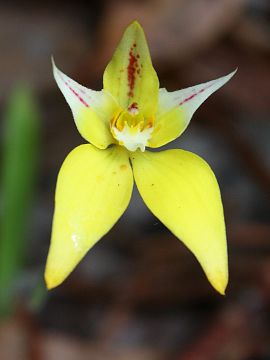 Caladenia flava