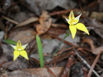 Caladenia flava Caladenia flava