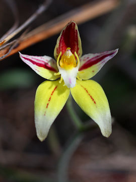 Caladenia flava