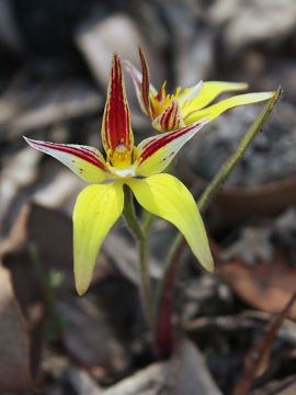 Caladenia flava