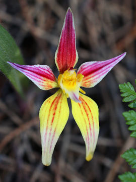 Caladenia flava