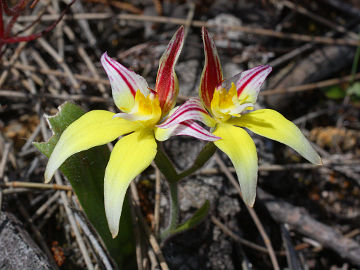 Caladenia flava