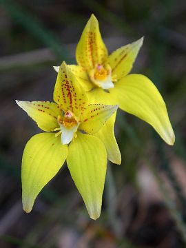 Caladenia flava Caladenia flava