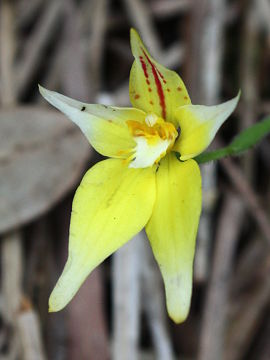 Caladenia flava