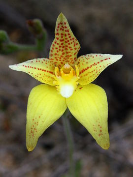 Caladenia flava