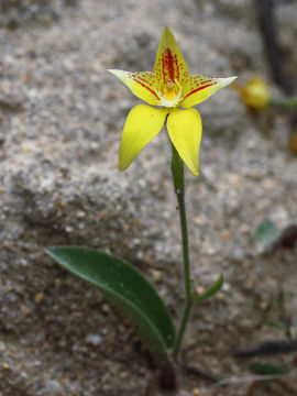 Caladenia flava Caladenia flava