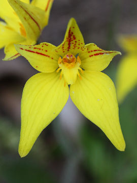 Caladenia flava Caladenia flava