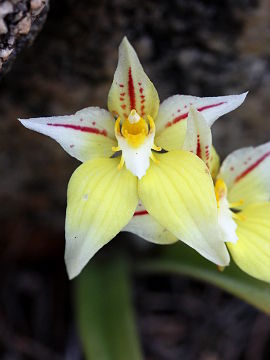 Caladenia flava Caladenia flava