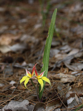 Caladenia flava Caladenia flava