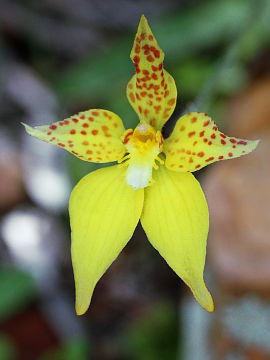 Caladenia flava Caladenia flava