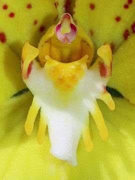 Caladenia flava Caladenia flava