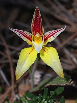 Caladenia flava