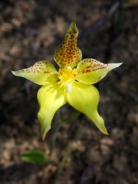 Caladenia flava