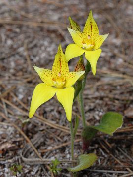 Caladenia flava