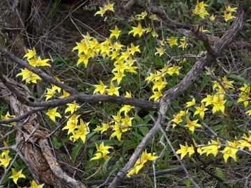 Caladenia flava