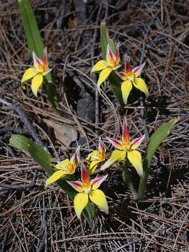 Caladenia flava