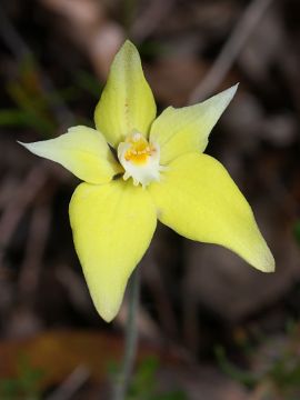Caladenia flava Caladenia flava