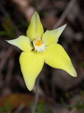 Caladenia flava