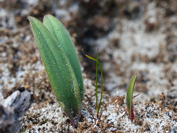 Caladenia flava