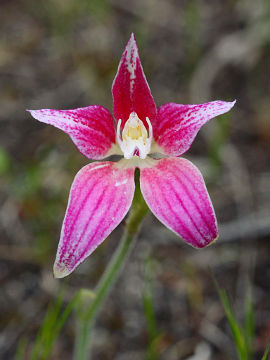 Caladenia flava × Caladenia latifolia