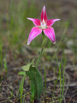 Caladenia flava × Caladenia latifolia