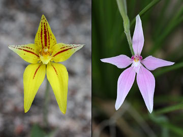 Caladenia flava × Caladenia latifolia