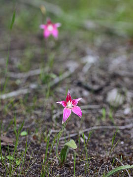 Caladenia flava × Caladenia latifolia