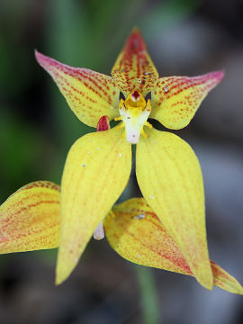 Caladenia flava × Caladenia latifolia Caladenia flava × Caladenia latifolia