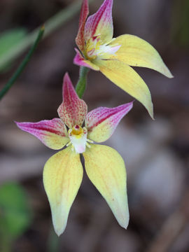 Caladenia flava × Caladenia latifolia Caladenia flava × Caladenia latifolia
