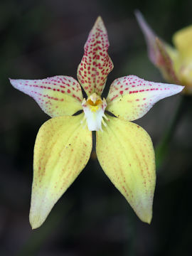 Caladenia flava × Caladenia latifolia Caladenia flava × Caladenia latifolia