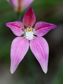 Caladenia flava × Caladenia latifolia Caladenia flava × Caladenia latifolia