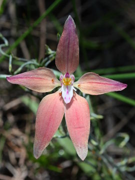 Caladenia flava × Caladenia reptans